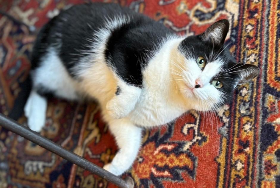 Vermisstmeldung Katze rassenmischung  Weiblich , 3 jahre Ruillé-Froid-Fonds Frankreich