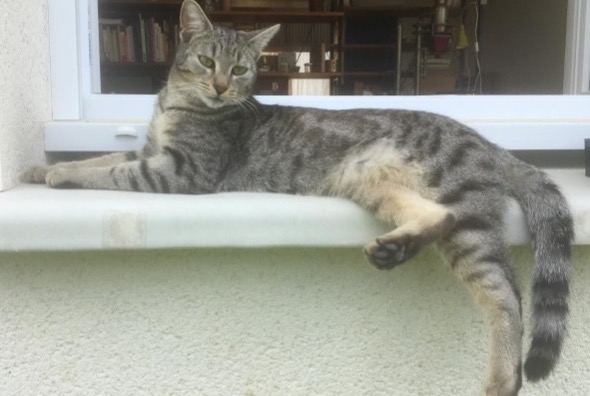 Vermisstmeldung Katze  Männliche , 1 jahre Saint-Jean-sur-Mayenne Frankreich