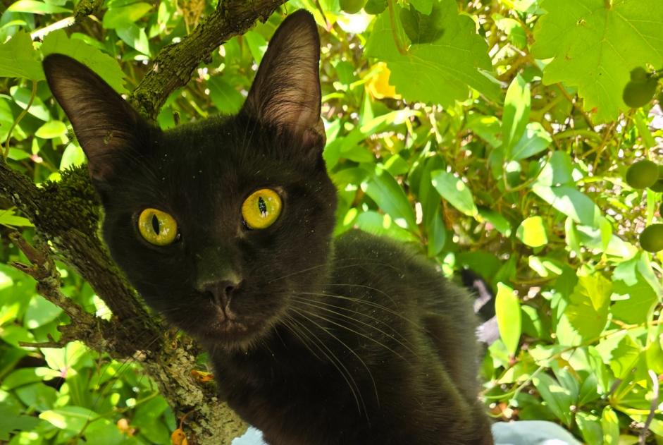Fundmeldung Katze Männliche Laval Frankreich Fundmeldung Katze Männliche Laval Frankreich