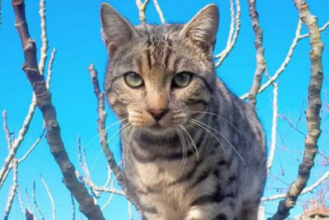 Disappearance alert Cat Bengal Female , 7 years Laval France