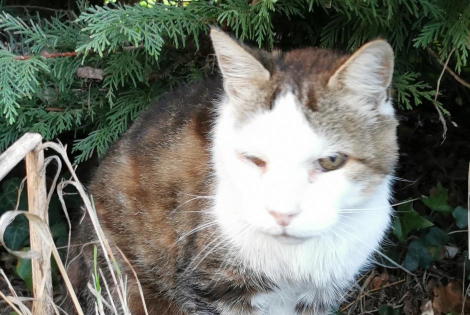 Discovery alert Cat Male Saint-Ouën-des-Toits France