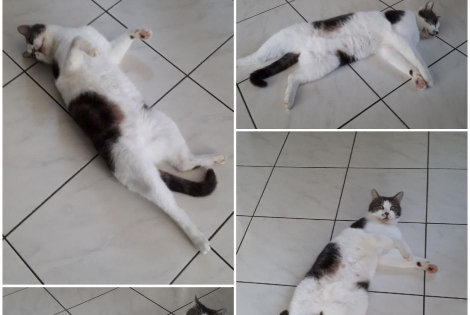 Disappearance alert Cat Male , 3 years Livré-la-Touche France Disappearance alert Cat Male , 3 years Livré-la-Touche France