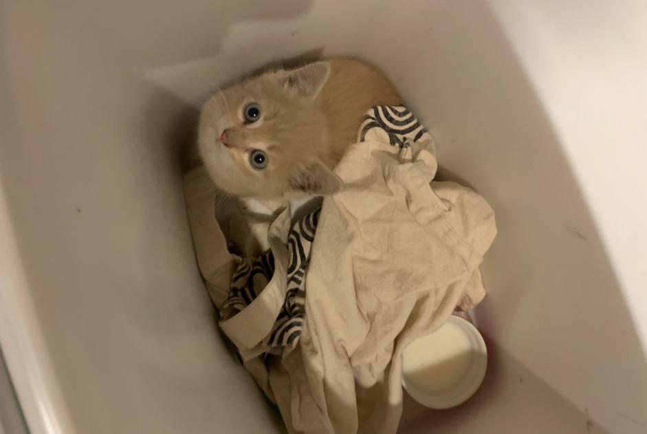 Discovery alert Cat Unknown Sainte-Gemmes-le-Robert France