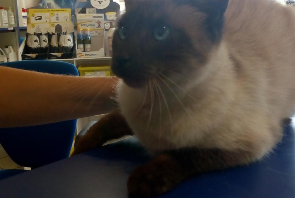 Discovery alert Cat miscegenation  Unknown Ernée France