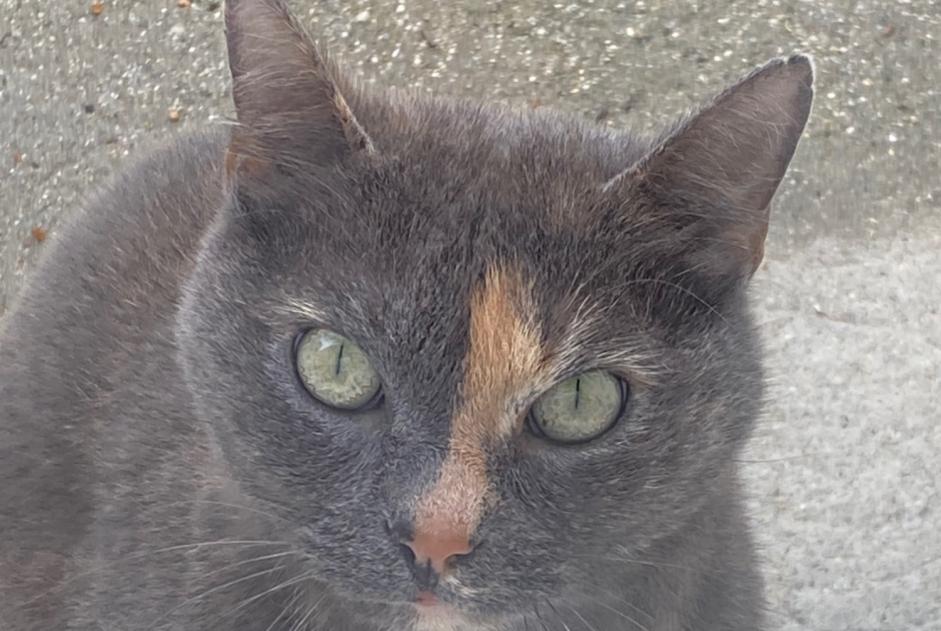 Disappearance alert Cat  Female , 8 years Mayenne France