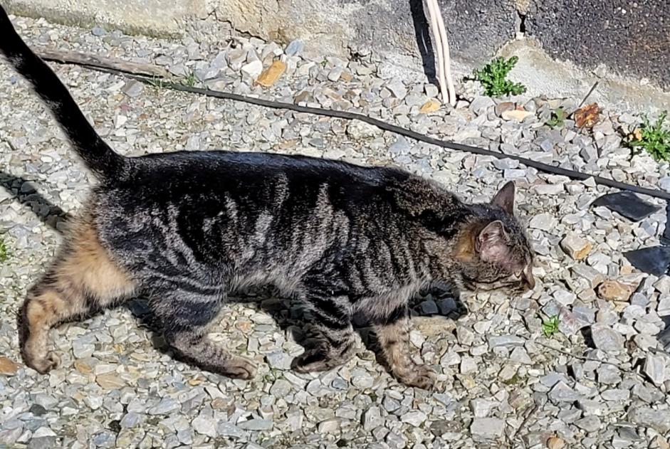 Discovery alert Cat   Female Athée France