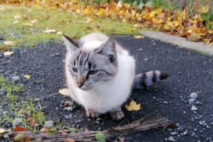 Disappearance alert Cat miscegenation  Female , 3 years Parné-sur-Roc France