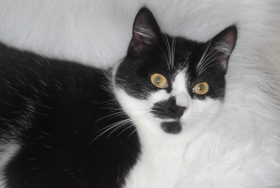 Disappearance alert Cat Female , 64 years Couesmes-Vaucé France