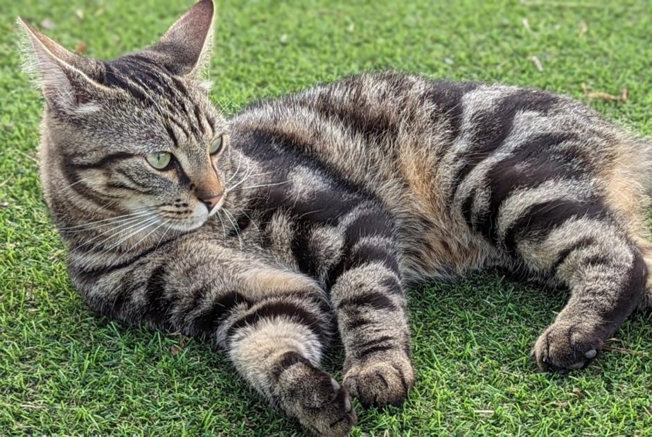 Alerta de Desaparición Gato cruce  Macho , 2 años Bonchamp-lès-Laval Francia