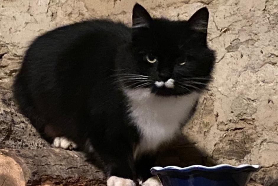 Alerta de Hallazgo Gato Desconocido Cossé-le-Vivien Francia