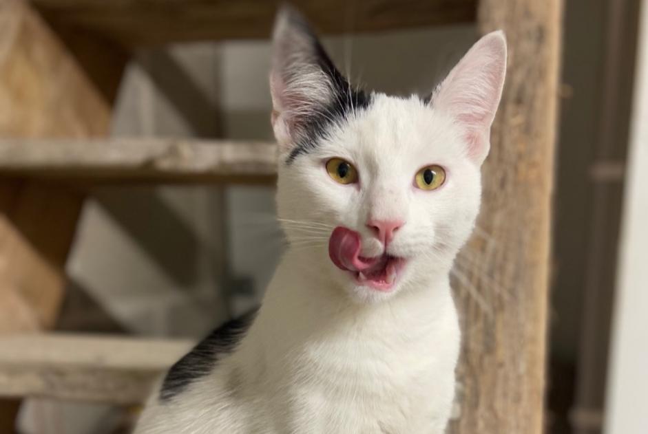 Alerta de Hallazgo Gato Desconocido Laval Francia