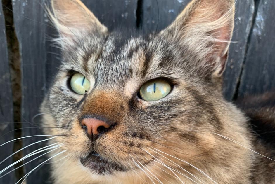Alerta de Desaparición Gato cruce Macho , 7 años La Baconnière Francia Alerta de Desaparición Gato cruce Macho , 7 años La Baconnière Francia
