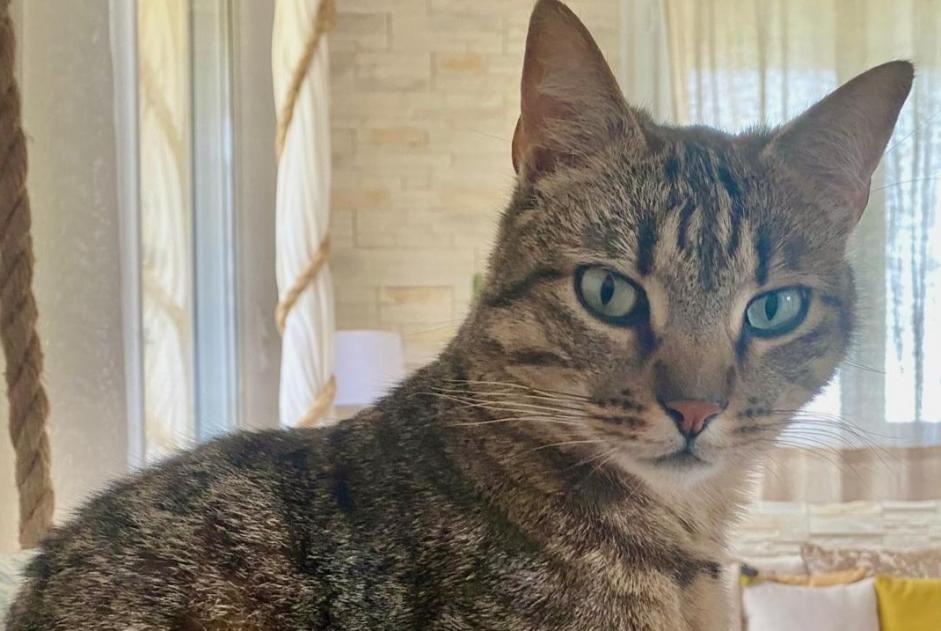 Alerta de Desaparición Gato Macho , 6 años Champfrémont Francia Alerta de Desaparición Gato Macho , 6 años Champfrémont Francia