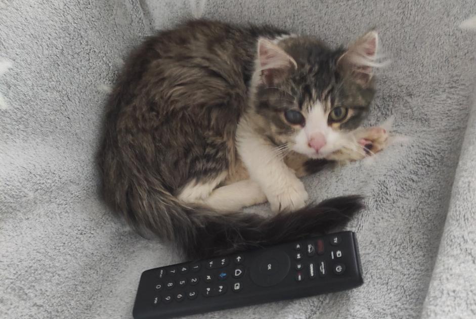 Alerta de Hallazgo Gato  Macho Ahuillé Francia