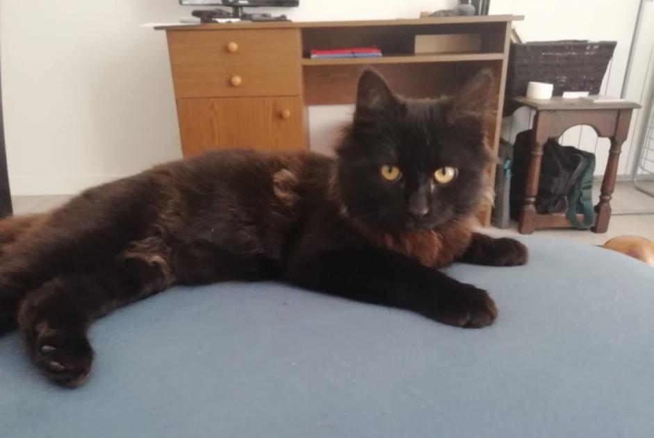 Alerte Découverte Chat Mâle Mayenne France