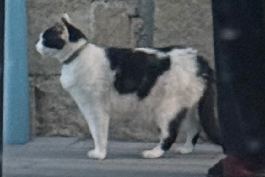 Avviso scomparsa Gatto Maschio , 7 anni Mayenne Francia