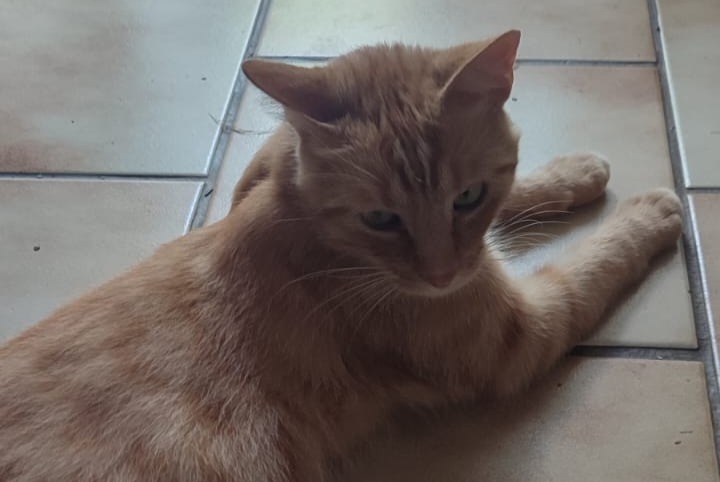 Ontdekkingsalarm Kat Mannetje Ahuillé Frankrijk
