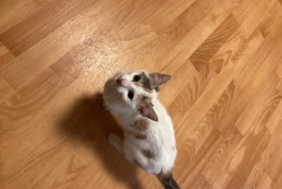 Alerta descoberta Gato Desconhecido , Entre 1 e 3 meses Laval France Alerta descoberta Gato Desconhecido , Entre 1 e 3 meses Laval France