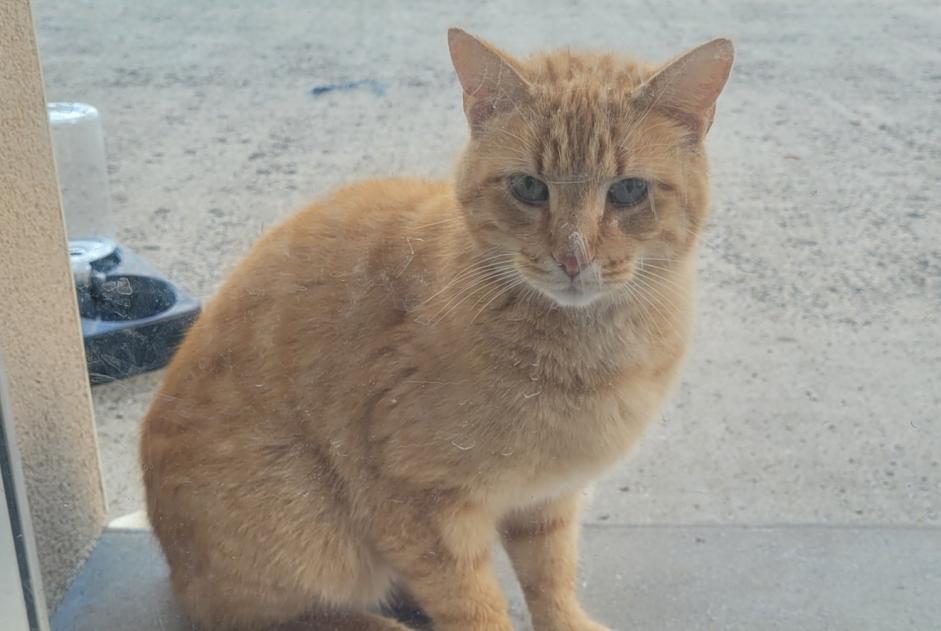 Alerta descoberta Gato Fêmea Saint-Cyr-le-Gravelais France Alerta descoberta Gato Fêmea Saint-Cyr-le-Gravelais France