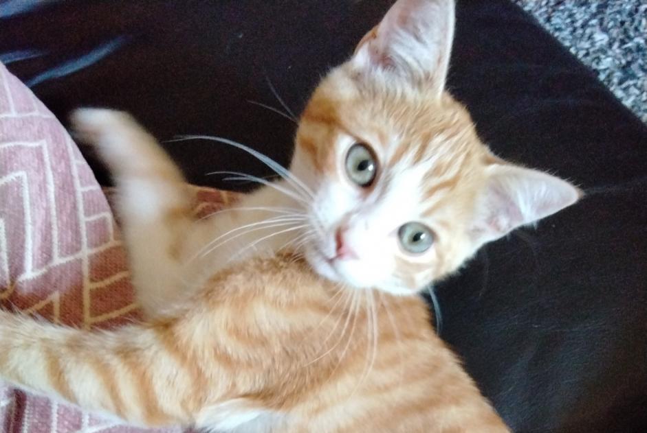 Alerta descoberta Gato Macho Saulges France Alerta descoberta Gato Macho Saulges France