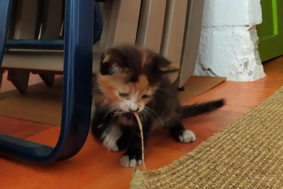Alerta descoberta Gato Desconhecido Laval France