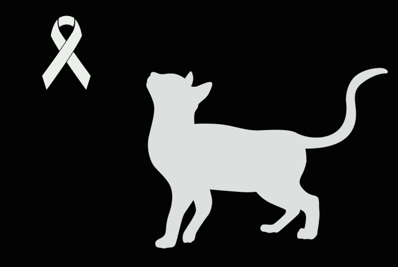 Ontdekkingsalarm Kat Onbekend Saint-Hilaire-du-Maine Frankrijk